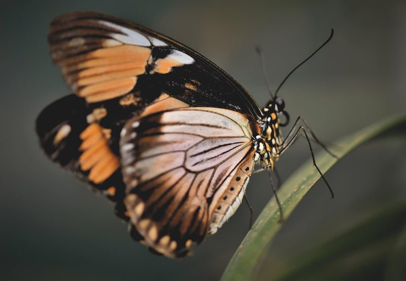 Butterfly Effect Controversy